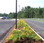 Daylily Beds Site Drive 07/01/08